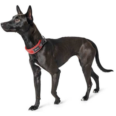 Hunter Divo Dog Collar - LIGHT BLUE Small